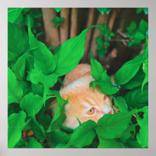 Cute peeking cat phot print