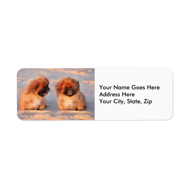 Cute Pekingese Dogs (Front)