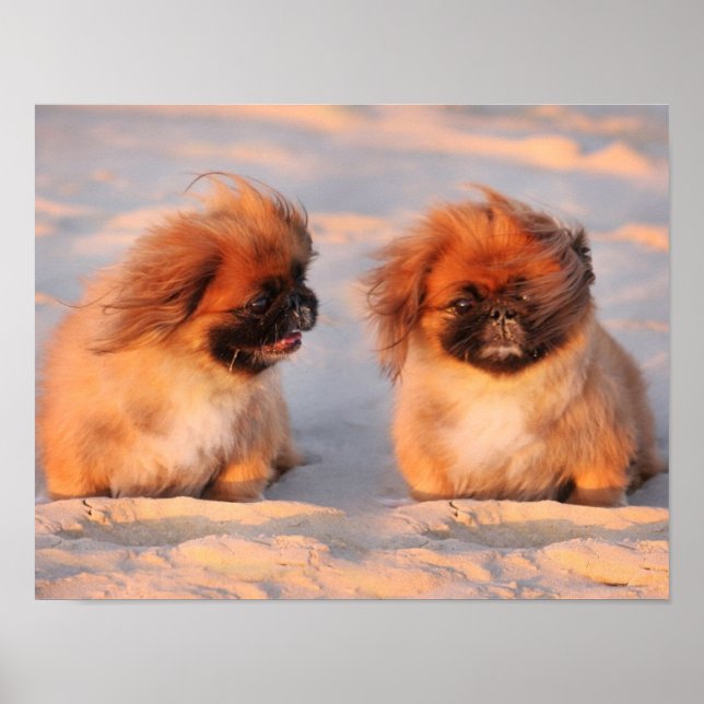 Cute Pekingese Dogs Poster (Front)