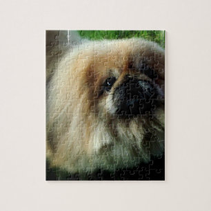 Cute Pekingese  Puzzle
