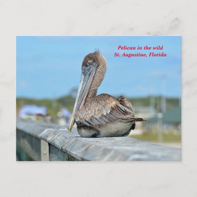 Cute Pelican Resing Postcard (Front)