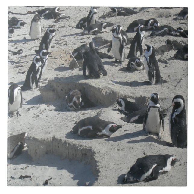Cute Penguins on Beach Ceramic Tile (Front)