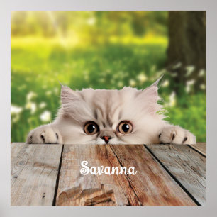 Cute Persian Peeking Cat Poster
