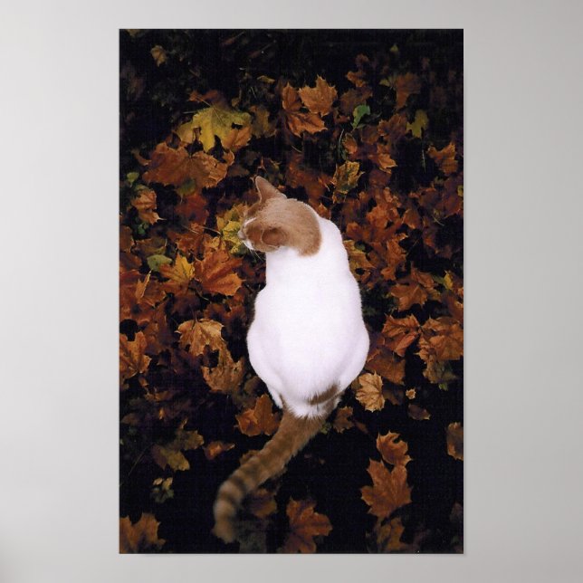 Cute Pet Cat Poster (Front)