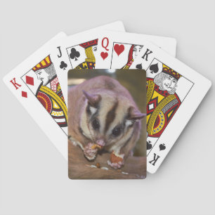 Cute Pet Sugar Glider Eating Playing Cards