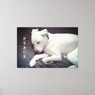 Cute Photo of Peaceful White Puppy Dog Sleeping Canvas Print