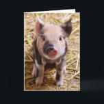 Cute Pic of a baby Pig Holiday Card<br><div class="desc">Popular pink piggy image staright from the farm on Holiday gifts. Affordable gifts for Valentine's Day, St.Patrick's Day, Easter, Birthday gifts and more. Best selling trendy zazzle easy to use qpc templates. Add a name or a quote to personalize.Custom gifts are always appreciated.</div>