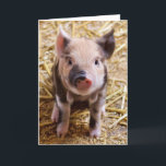 Cute Pic of a baby Pig Holiday Card<br><div class="desc">Popular pink piggy image staright from the farm on Holiday gifts. Affordable gifts for Valentine's Day,  St.Patrick's Day, Easter,  Birthday gifts and more. Best selling trendy zazzle easy to use qpc templates. Add a name or a quote to personalize.Custom gifts are always appreciated.</div>