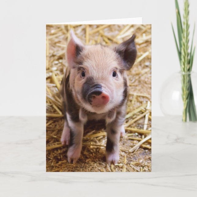 Cute Pic of a baby Pig Holiday Card (Front)
