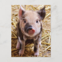 Cute Pic of a baby Pig