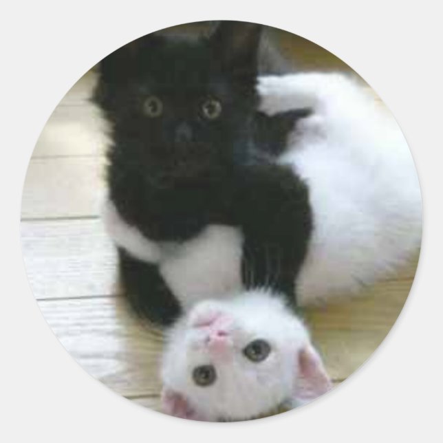 Cute pic of black and white kittens classic round sticker (Front)