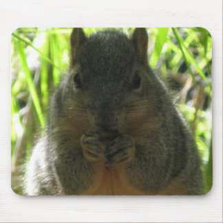 Cute picture of a little squirrel eating a nut mouse pad