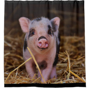 Cute Pig