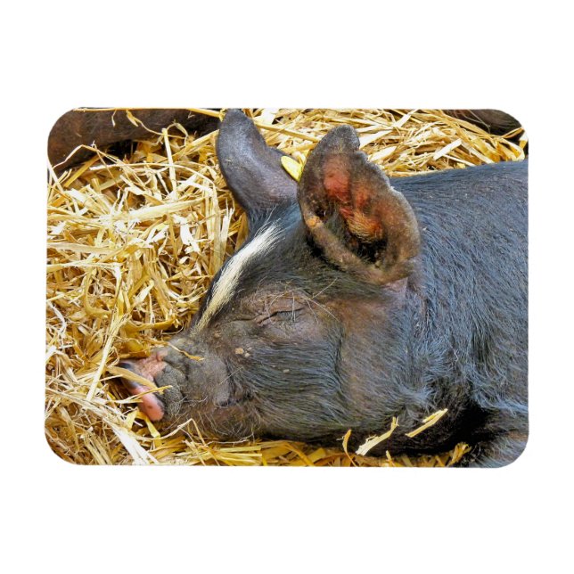 CUTE PIG MAGNET (Horizontal)