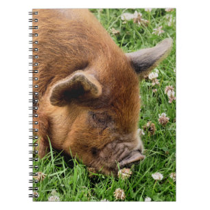 CUTE PIG   NOTEBOOK