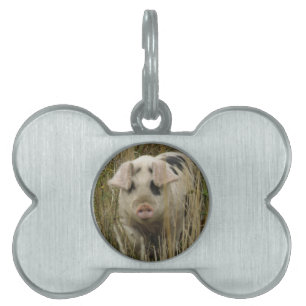 Cute Pig Pet Tag