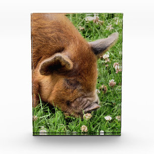 CUTE PIG  PHOTO BLOCK