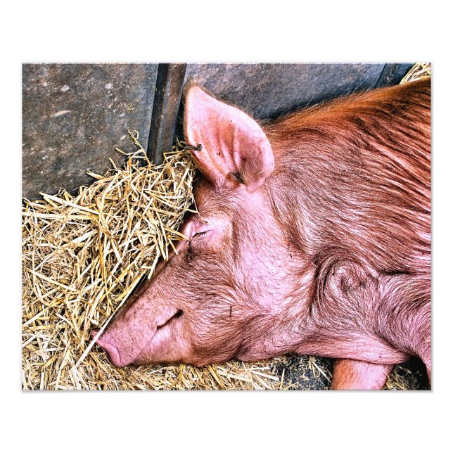 CUTE PIG PHOTO PRINT (Front)