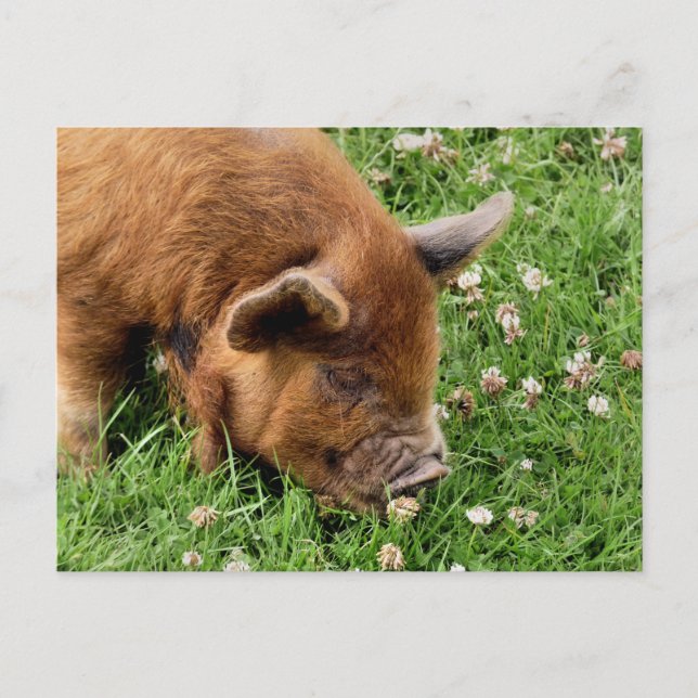 CUTE PIG POSTCARD (Front)