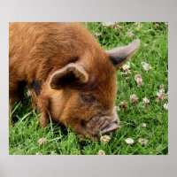 CUTE PIG