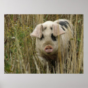 Cute Pig Print