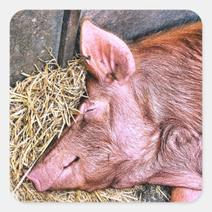 CUTE PIG SQUARE STICKER