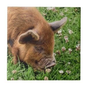 CUTE PIG   TILE