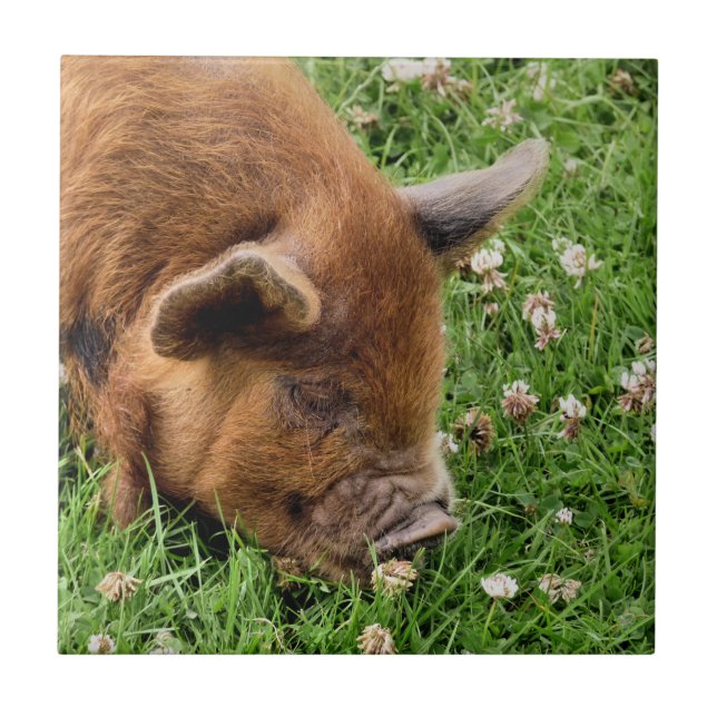 CUTE PIG   TILE (Front)