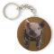 Cute piglet