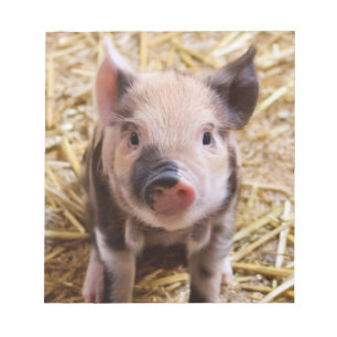 Cute Piglet Notepad