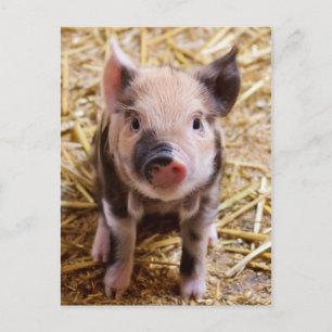 Cute PIglet Postcard