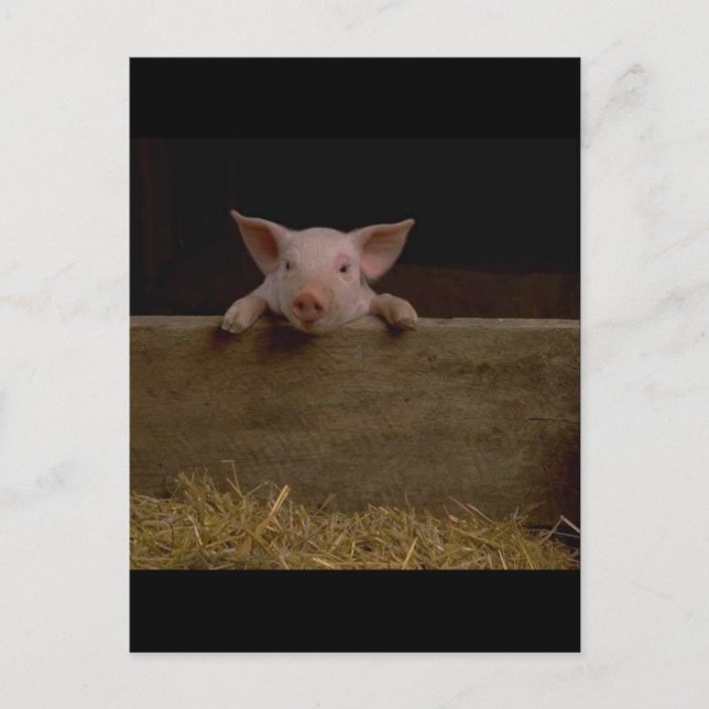 Cute Piglet Postcard (Front)