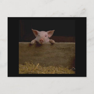 Cute Piglet Postcard