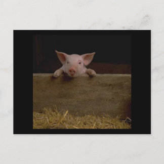 Cute Piglet Postcard