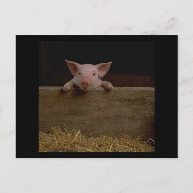 Cute Piglet Postcard (Front)