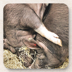 CUTE PIGS COASTER