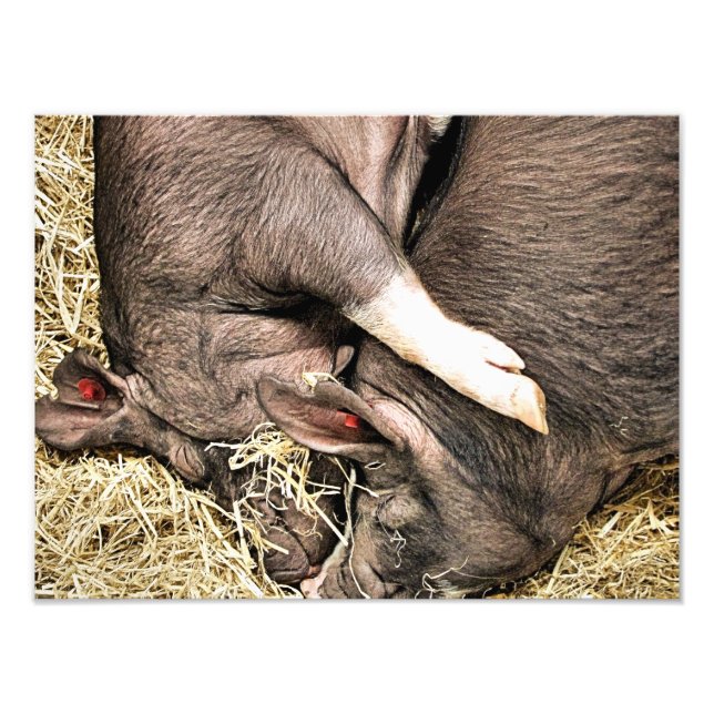 CUTE PIGS PHOTO PRINT (Front)