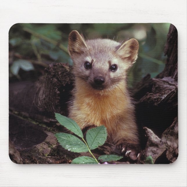 Cute Pine Marten Mousepad (Front)