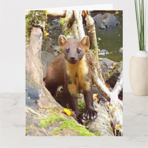 Cute Pine Marten on Fallen Tree Card