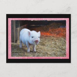 Cute Pink Piglet Postcrossing Postcard