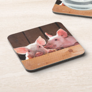 Cute Pink Piglets Animal Photograph Coaster