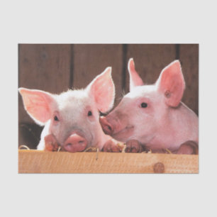 Cute Pink Piglets Animal Photograph Tissue Paper