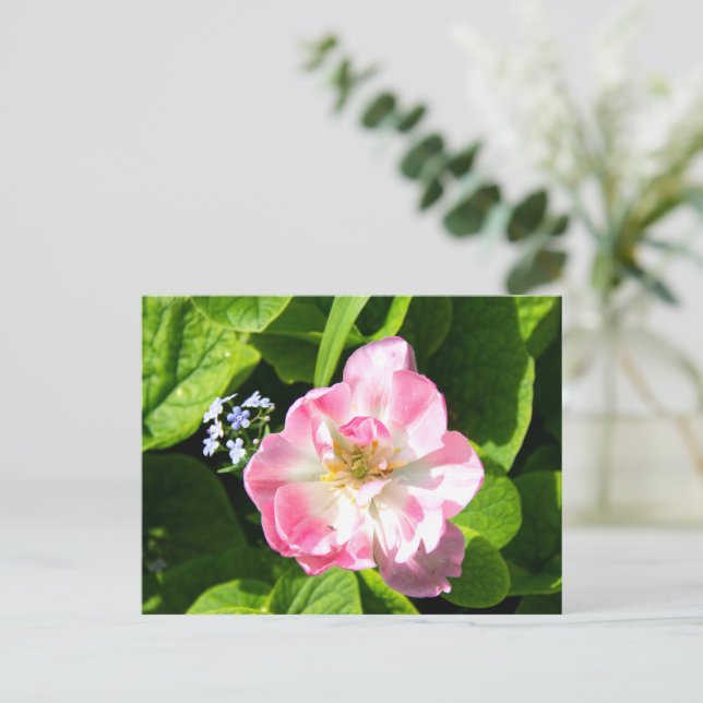 Cute pink tulip postcard (Standing Front)