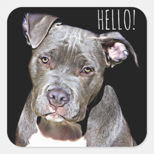 Cute Pit Bull Dog HELLO Stickers