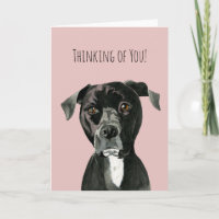 Cute Pit Bull Terrier Dog | Thinking of You