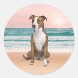 Cute Pitbull Dog Sitting on Beach with sunset Classic Round Sticker