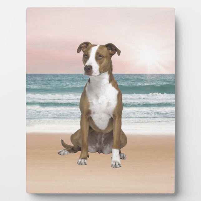 Cute Pitbull Dog Sitting on Beach with sunset Plaque (Front)