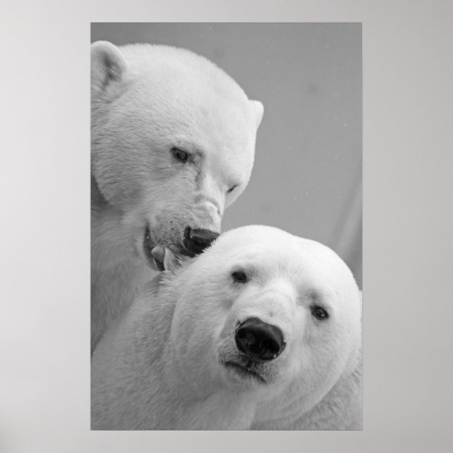 Cute polar bear couple poster (Front)