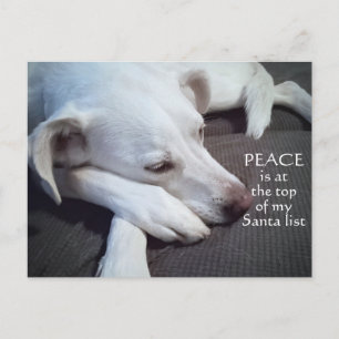 Cute Polar White Puppy Dog Peace Postcard