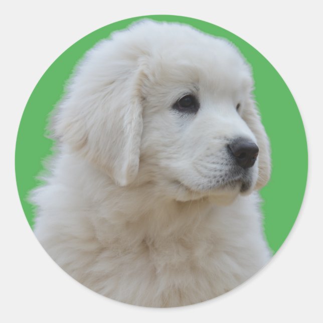 Cute Polish Tatra Puppy Head Sticker on Green (Front)